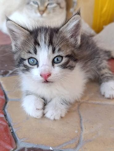 сфинкс даром: Продаются котята 🐾 Три милых и активных малыша ищут дом: — 2 тигровых — 1