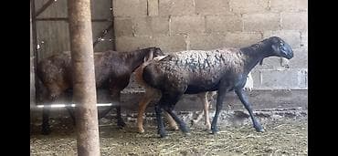 хомяки цена: Продаю | Овца (самка), Ягненок | Арашан | Для разведения — 9