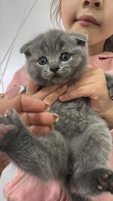 дойный коров: Продаются малыши- британской породы !вислоухие и страйты ! мама с — 8