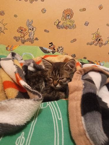 возьму кошку в добрые руки: Кошка даром: Беспородная, 1 месяц, Девочка, Приучена к лотку — 2