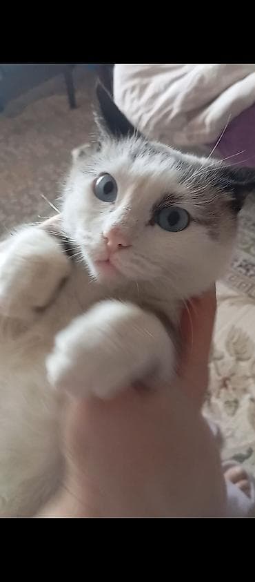 кошки котята: Кошка с ярко-голубыми глазами, короткой шелковистой шерстью и светлым — 2