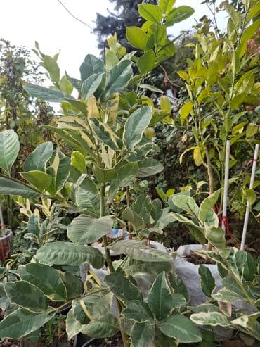 веник с совком цена бишкек: Лимон,Пинк Эврика"" — 5