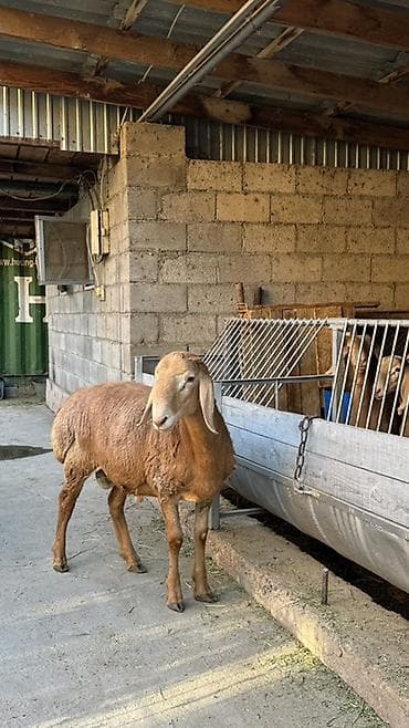 чоп беде сено: Продаю | Баран (самец) | Арашан | Для разведения | Осеменитель — 1