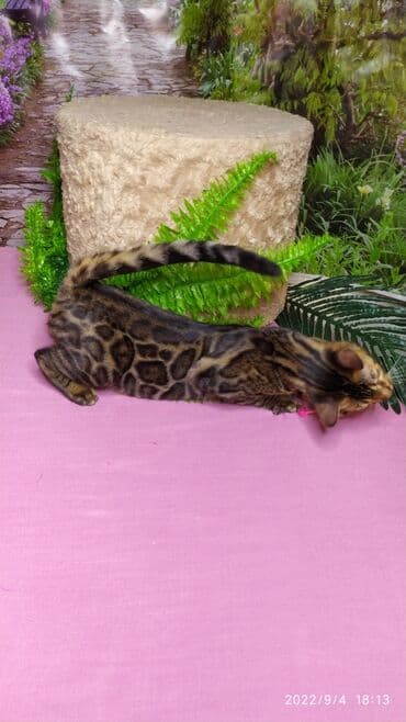 сколько стоит котенок британской золотой шиншиллы: Красивейшая бенгальская кошечка 6мес. Профессиональный Питомник — 9