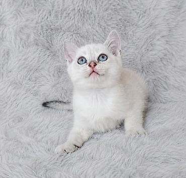 серые кошки фото: Скотиш Страйт (Шотландская прямоухая), 2 месяца, Мальчик, Серебристая шиншилла — 1