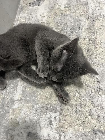 Отдам котёнка в хорошие и ответственные руки !!! Котёнок серого окраса — 2