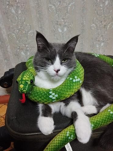 голубя: Пропала : Мальчик, Голубой — 1
