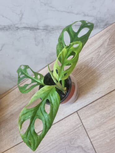 павлония саженцы: Сциндапсусы,сансевиерии ва,алоказия,бегония макулата монстера — 17