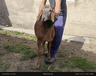 декоративная рыба: Продаю | Баран (самец) | Арашан | На забой, Для разведения, Для шерсти — 4