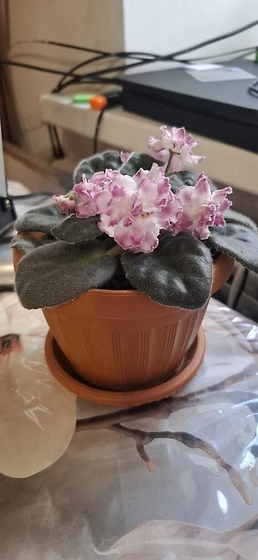 декор для салона красоты: Декор для дома и сада, Самовывоз — 3