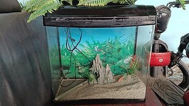 Аквариумный комплект с тумбой - Стеклянный аквариум прямоугольной