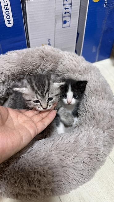 молоко для котят: Котята в добрые руки. Кушают самостоятельно и ходят в лоток. Обе — 2
