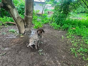 в связи с переездом отдам попугая жако в добрые руки: Немецкая короткошёрстная легавая (курцхаар) - Покладистая — 8