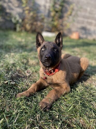 щенки ротвейлера бишкек: В продаже: щенок бельгийской овчарки (малинуа). Описание: - Два — 7