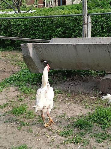 шамо: Продаю | Куры | Бойцовая, Дакан | Для разведения, Для боев — 5