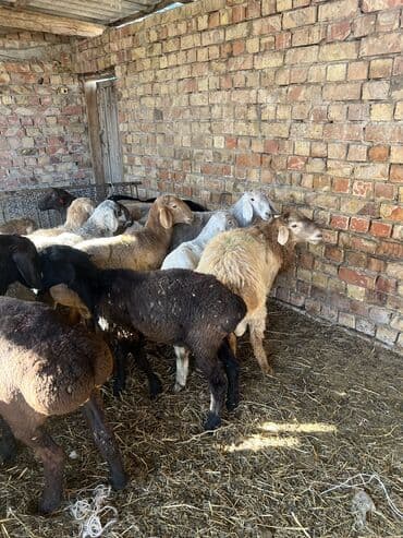 номер приюта для животных бишкек: Продаю | Ягненок, Баран (самец) | На забой, Для разведения | Кастрированные, Осеменитель — 3