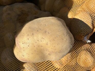 лук цена бишкек: Картошка Пикассо, Оптом — 3