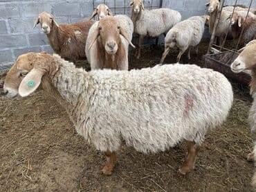 продаю кролов: Продаю | Овца (самка) | Арашан | Для разведения | Матка — 3