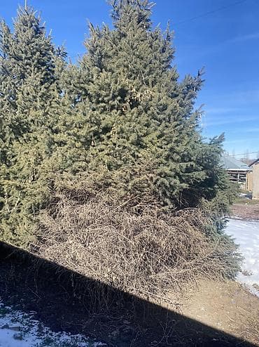 салонная мебель: Живая ель, 5м, для двора/коттеджа» — 2