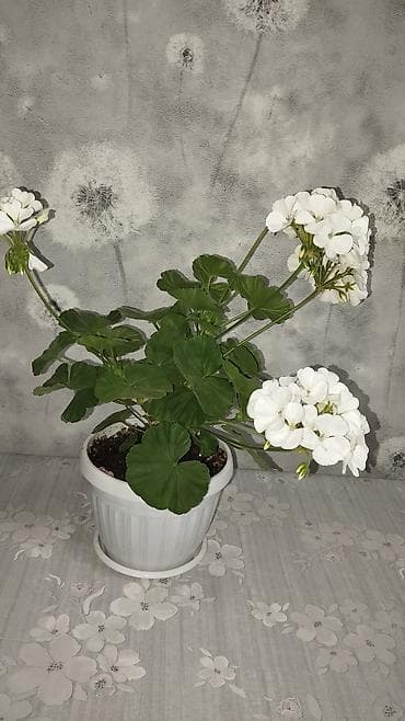 розы в колбе: Пеларгония (герань) в горшке – комнатные цветы с крупными шаровидными — 4