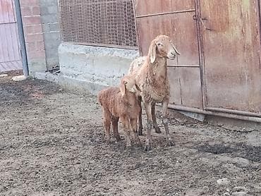 дом для животных: Продаю | Овца (самка) | Для разведения | Матка — 5