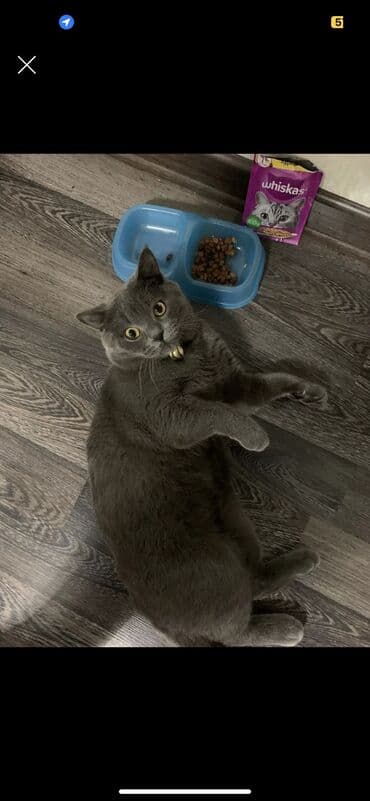 британская кошка шиншилла: Вязка! Британец ! г.Ош 
Звонить по номеру — 1