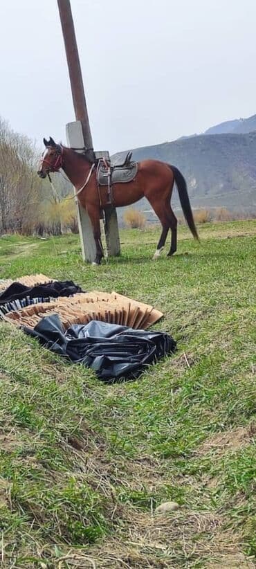 продам домик для кошки: Продаю | Кобыла (самка) | Английская | Для разведения | Племенные — 9