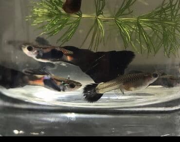 Грызуны: Рыбки Гуппи Московская.100 сом — 2