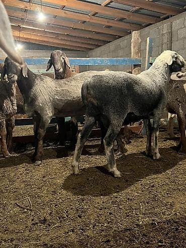 одежда для животных: Продаю | Баран (самец) | На забой | Ярка — 3