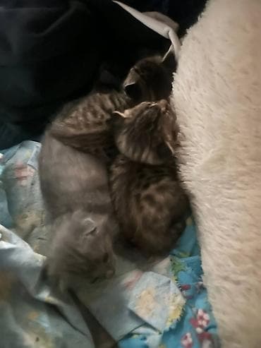 котёнк: Скотиш Фолд (Шотландская вислоухая), 3 месяца, Мальчик, Серый, Приучена к лотку — 2