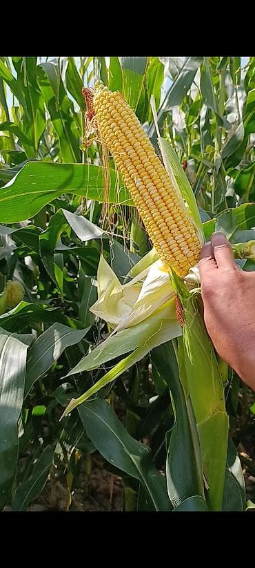 Промышленная химия: Кукуруза — 5