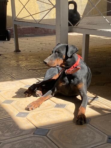 сколько стоит собака породы доберман: Доберман, 2 года, Самец — 3
