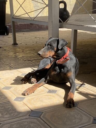 сколько стоит собака породы доберман: Доберман, 2 года, Самец — 7
