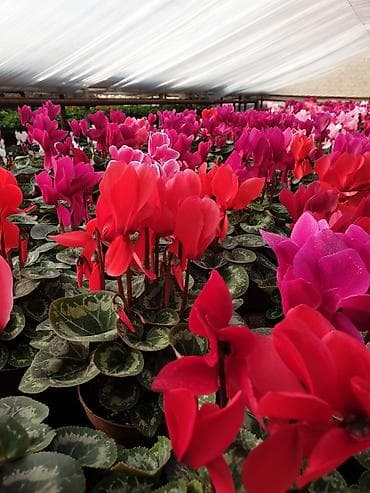 фиалка: Цикламены в горшках (Cyclamen persicum) — яркие цветущие растения для — 1