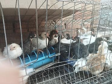 Продаю цыплят