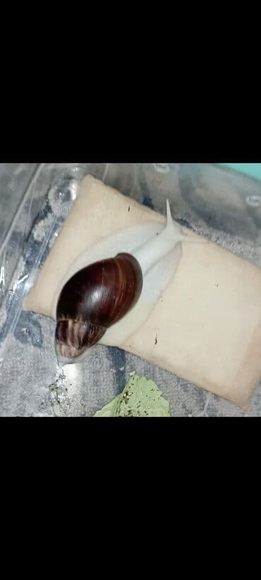 кошки манчкин: Ахатина (гигантская сухопутная улитка) — домашний экзотический — 1