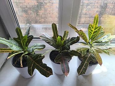 Кротон (Codiaeum variegatum), сорт с резными, узорчатыми листьями. - lalafo.kg да Кротон (Codiaeum variegatum), сорт с резными, узорчатыми листьями. -
