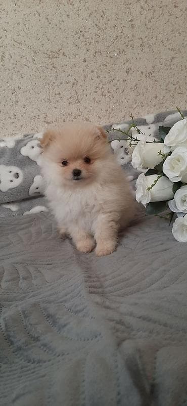 купить собаку бишкек: Шпиц, 1 месяц, Самец — 3