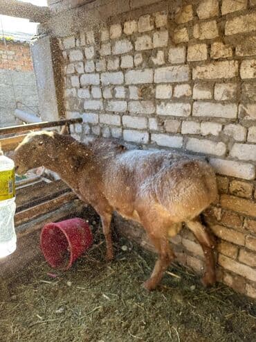 Грызуны: Продаю | Баран (самец) | Арашан | Для разведения | Племенные — 3