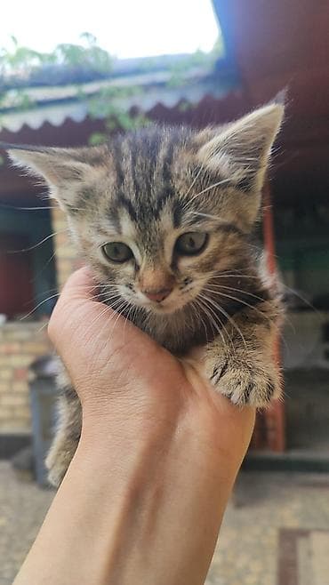 кошка шатланский: Кошка даром: Беспородная, 1 месяц, Девочка, Приучена к лотку — 1