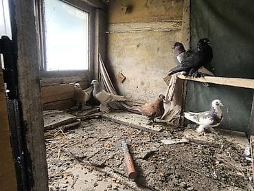 кара балта мал: Продаю голубей цена 500сом,есть парочка, игра есть, звоните — 10