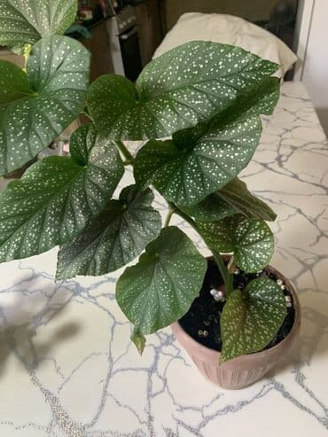 оптом овощи и фрукты: Комнатные растения в горшках
Дешево — 22