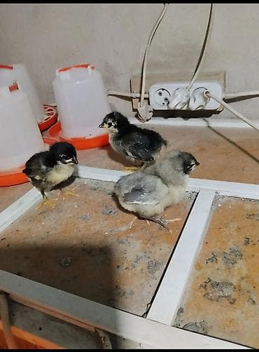 куры австролоп: Продаю цыплят чистокровного австралопа румынской линии — 5