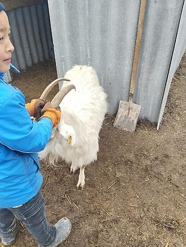 Продаю | Коза (самка) | Для разведения