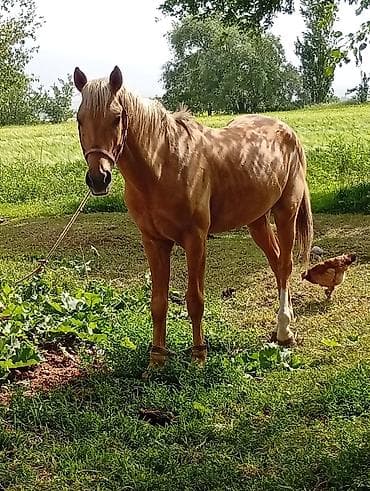 продажа коня: Продаю | Конь (самец), Жеребец, Жеребенок — 8