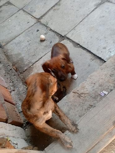 Ветеринар кызматы: Щенки такса небольшого размера, гладкошерстные, тигрового и рыжего — 2