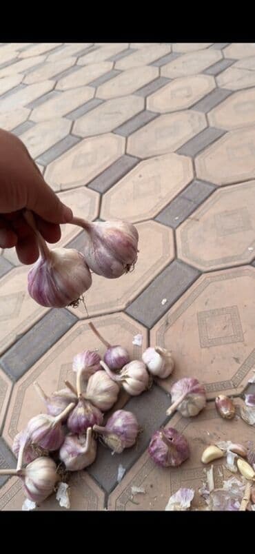 чеснок в большом количестве: Чеснок Оптом, Самовывоз, Бесплатная доставка, Платная доставка — 3