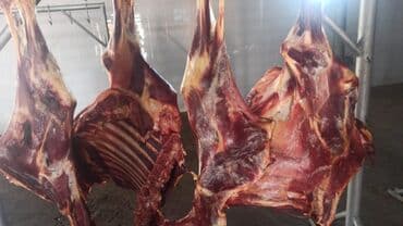 животные живые: Куплю | Коровы, быки, Лошади, кони | Самовывоз — 1