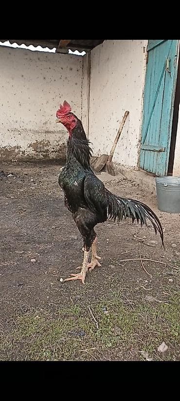 петух жерси: Продаю | Петух | Бойцовая | Для разведения — 1