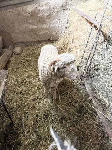 малёк форели: Продаю | Баран (самец) | Для разведения — 4